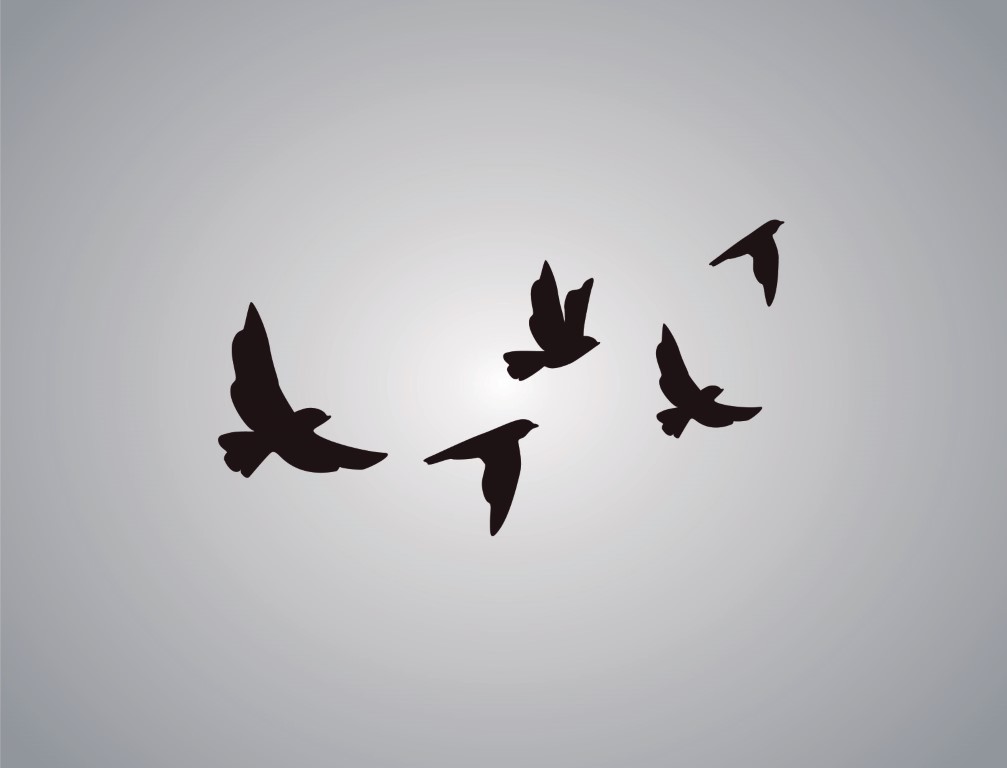 Motif d'envol d'oiseaux